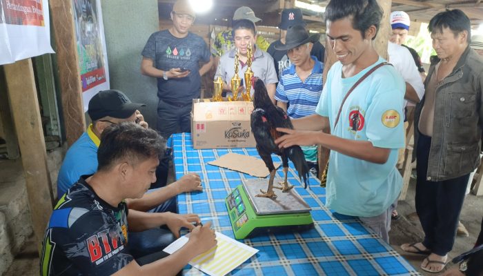 Kosgard Sulut Gelar Kontes Ketangkasan Ayam Pertama di Sulut