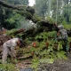 Pengerjaan pembersihan pohon yang menutupi jalan di area perkantoran Jl.17 Agustus Kelurahan Teling Atas, Kecamatan Wanea, Kota Manado. Istimewa