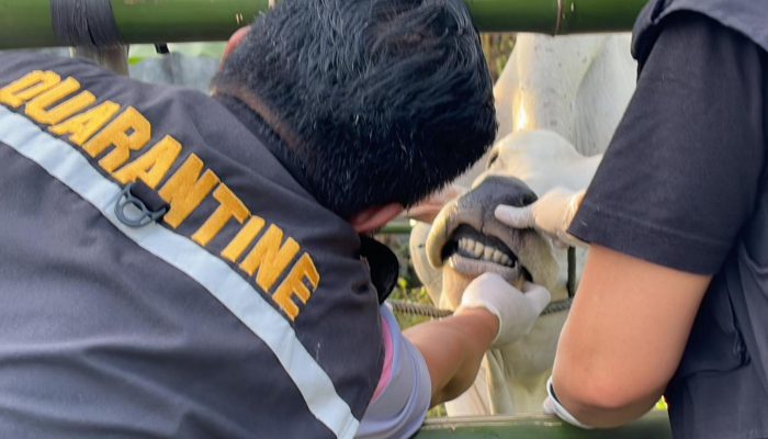 Badan Karantina Indonesia Ingatkan Aturan Pengiriman Hewan untuk Cegah Penyebaran Penyakit
