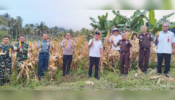 Wakil Walikota Bitung Panen Jagung Perdana Kampung Kedaulatan Pangan Adhyaksa di Pinangunian