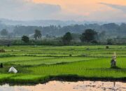 Ilustrasi persawahan dengan perubahan karakter cuaca.