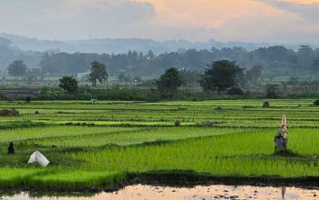 Ilustrasi persawahan dengan perubahan karakter cuaca.