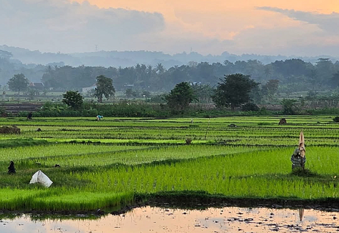 Ilustrasi persawahan dengan perubahan karakter cuaca.