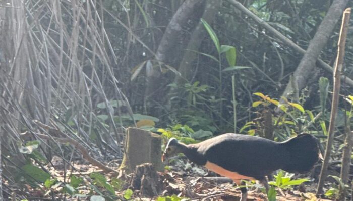 Sepasang Burung Maleo Endemik Ditemukan di Kaki Gunung Klabat