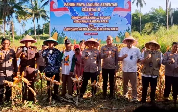 SINERGI PANGAN: Kapolres Bitung AKBP Albert Zai, S.I.K., M.H., bersama Wali Kota Hengky Honandar, S.E., Kajari Erwin Widihantono, S.H., M.H., dan kelompok tani saat melakukan panen raya jagung di Kelurahan Sagerat Weru Dua, Kecamatan Matuari, Sabtu (16/5/2026). (Foto: Dok. Polres Bitung/SUDARA.ID)