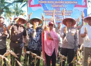 Walikota Bitung Hengky Honandar, S.E., bersama jajaran Forkopimda saat melakukan panen raya jagung di Kelurahan Sagerat Weru Dua, Kecamatan Matuari, Sabtu (16/5/2026). Kegiatan ini menegaskan komitmen Pemkot Bitung dalam menyukseskan swasembada pangan nasional. (Foto: Istimewa)