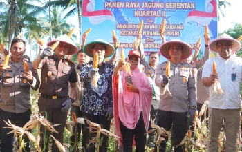 Walikota Bitung Hengky Honandar, S.E., bersama jajaran Forkopimda saat melakukan panen raya jagung di Kelurahan Sagerat Weru Dua, Kecamatan Matuari, Sabtu (16/5/2026). Kegiatan ini menegaskan komitmen Pemkot Bitung dalam menyukseskan swasembada pangan nasional. (Foto: Istimewa)