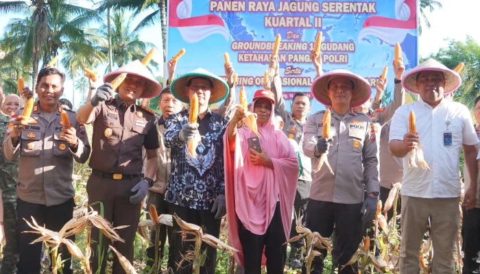 Panen Raya Jagung, Walikota Hengky Honandar Tegaskan Bitung Siap Sokong Kedaulatan Pangan Nasional