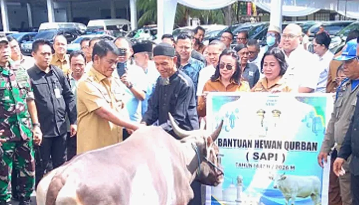 Gubernur Yulius Salurkan 46 Sapi Kurban Idul Adha 1447 H hingga Kepulauan Sulut