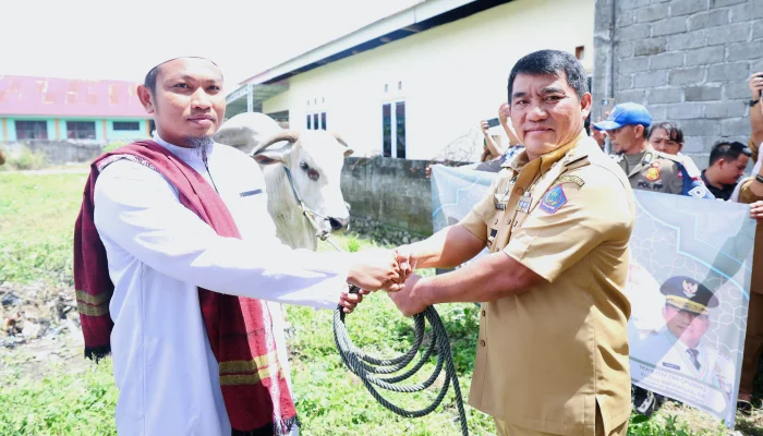 Gubernur Yulius Serahkan Sapi Kurban Iduladha 1447 H Bantuan Presiden Prabowo di Bolaang Mongondow