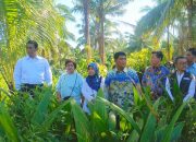 Menteri Pertanian Andi Amran Sulaiman didampingi Gubernur Sulut Yulius Selvanus dan Wagub Victor Mailangkay saat melakukan sidak bibit kelapa di Kelurahan Bengkol, Manado, Jumat (1/5). (Foto: Ridho L Tobing)