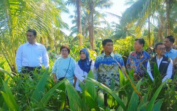 Menteri Pertanian Andi Amran Sulaiman didampingi Gubernur Sulut Yulius Selvanus dan Wagub Victor Mailangkay saat melakukan sidak bibit kelapa di Kelurahan Bengkol, Manado, Jumat (1/5). (Foto: Ridho L Tobing)