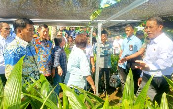 DUKUNGAN PUSAT: Terkesan dengan kepemimpinan Gubernur Yulius Selvanus, Mentan Amran Sulaiman (tengah) memberikan bantuan tambahan 15.000 hektar jagung saat melakukan peninjauan bibit kelapa di Manado, Jumat (1/5). (Foto: Ridho L Tobing)